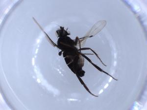  ( - 297-NP3-3)  @11 [ ] CreativeCommons - Attribution (2020) Centre for Biodiversity Genomics Centre for Biodiversity Genomics