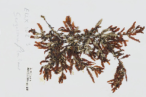  (Sargassum fluitans - L.3960351)  @11 [ ] CreativeCommons - Attribution Non-Commercial Share-Alike (2016) Unspecified Naturalis Biodiversity Center