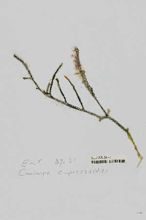  (Caulerpa cupressoides var. flabellata - L.3960326)  @11 [ ] CreativeCommons - Attribution Non-Commercial Share-Alike (2016) Unspecified Naturalis Biodiversity Center