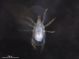  ( - BIOUG36239-A01)  @11 [ ] CreativeCommons - Attribution (2019) CBG Photography Group Centre for Biodiversity Genomics