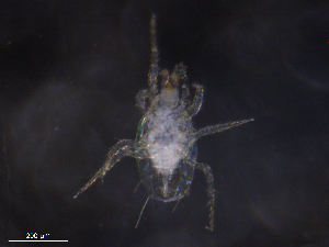 ( - BIOUG36310-H07)  @11 [ ] CreativeCommons - Attribution (2019) CBG Photography Group Centre for Biodiversity Genomics