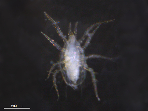  ( - BIOUG36385-G07)  @11 [ ] CreativeCommons - Attribution (2019) CBG Photography Group Centre for Biodiversity Genomics