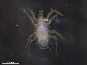  ( - BIOUG36394-F07)  @11 [ ] CreativeCommons - Attribution (2019) CBG Photography Group Centre for Biodiversity Genomics