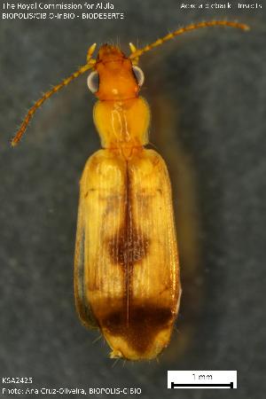  (Dromius saudiarabicus - KSA2425)  @11 [ ] Creative Commons Attribution NonCommercial ShareAlike (2023) (2024) Research Center in Biodiversity and Genetic Resources Research Center in Biodiversity and Genetic Resources