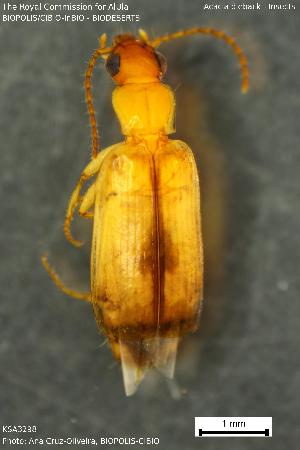  ( - KSA3298)  @11 [ ] Creative Commons Attribution NonCommercial ShareAlike (2023) (2024) Research Center in Biodiversity and Genetic Resources Research Center in Biodiversity and Genetic Resources