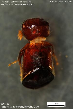  (Xylopsocus - KSA4285)  @11 [ ] Creative Commons Attribution NonCommercial ShareAlike (2023) (2024) Research Center in Biodiversity and Genetic Resources Research Center in Biodiversity and Genetic Resources