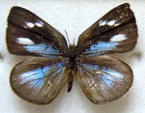  ( - MLIB-1821)  @12 [ ] CreativeCommons - Attribution (2015) Michel Libert Centre for Biodiversity Genomics