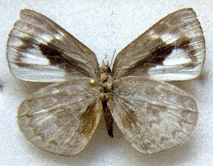  ( - MLIB-1821)  @12 [ ] CreativeCommons - Attribution (2015) Michel Libert Centre for Biodiversity Genomics