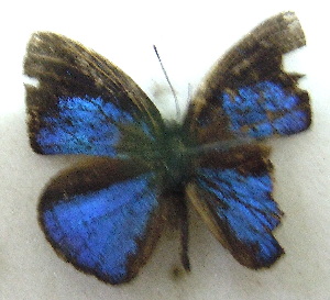  ( - MLIB-1975)  @12 [ ] CreativeCommons - Attribution (2016) Michel Libert Centre for Biodiversity Genomics