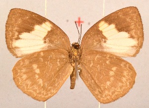  (Stempfferia versicolor versicolor - MLIB-2042)  @14 [ ] CreativeCommons - Attribution Non-Commercial Share-Alike (2017) Michel Libert Centre for Biodiversity Genomics