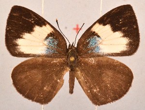  ( - MLIB-2064)  @11 [ ] CreativeCommons - Attribution Non-Commercial Share-Alike (2017) Michel Libert Centre for Biodiversity Genomics