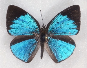  ( - MLIB-2330)  @11 [ ] CreativeCommons - Attribution Non-Commercial Share-Alike (2018) Michel Libert Centre for Biodiversity Genomics