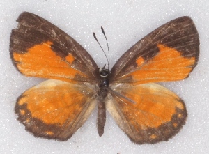  ( - MLIB-2365)  @11 [ ] CreativeCommons - Attribution Non-Commercial Share-Alike (2018) Michel Libert Centre for Biodiversity Genomics