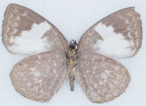  ( - MLIB-2413)  @11 [ ] CreativeCommons - Attribution Non-Commercial Share-Alike (2018) Michel Libert Centre for Biodiversity Genomics