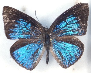  ( - MLIB-2501)  @11 [ ] CreativeCommons - Attribution Non-Commercial Share-Alike (2019) Michel Libert Centre for Biodiversity Genomics