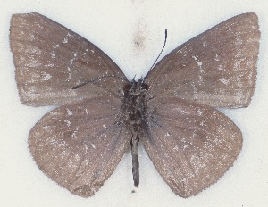  ( - MLIB-2501)  @11 [ ] CreativeCommons - Attribution Non-Commercial Share-Alike (2019) Michel Libert Centre for Biodiversity Genomics