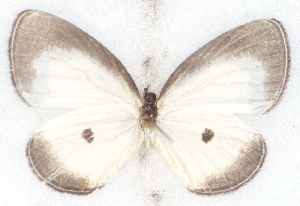  ( - MLIB-2515)  @11 [ ] CreativeCommons - Attribution Non-Commercial Share-Alike (2019) Michel Libert Centre for Biodiversity Genomics