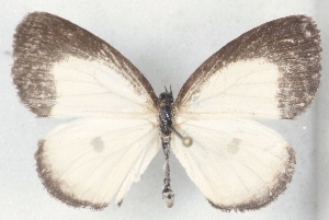  ( - MLIB-2516)  @11 [ ] CreativeCommons - Attribution Non-Commercial Share-Alike (2019) Michel Libert Centre for Biodiversity Genomics