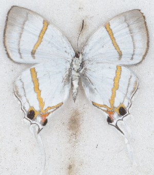  ( - MLIB-2619)  @11 [ ] by-nc-na (2020) Michel Libert Centre for Biodiversity Genomics
