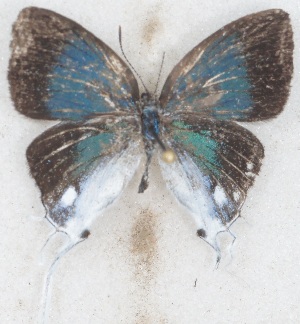  ( - MLIB-2620)  @11 [ ] by-nc-na (2020) Michel Libert Centre for Biodiversity Genomics
