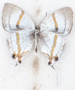  ( - MLIB-2620)  @11 [ ] by-nc-na (2020) Michel Libert Centre for Biodiversity Genomics