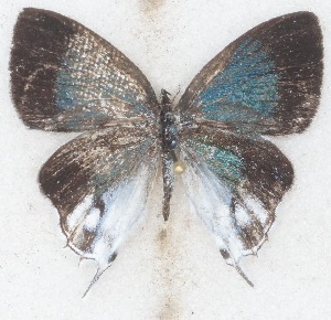  ( - MLIB-2621)  @11 [ ] by-nc-na (2020) Michel Libert Centre for Biodiversity Genomics