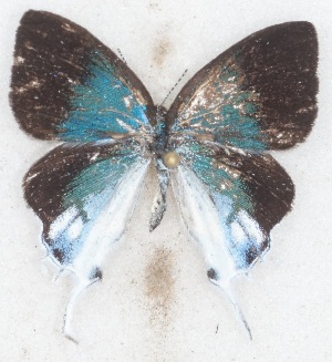  ( - MLIB-2622)  @11 [ ] by-nc-na (2020) Michel Libert Centre for Biodiversity Genomics