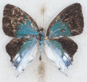  ( - MLIB-2623)  @11 [ ] by-nc-na (2020) Michel Libert Centre for Biodiversity Genomics