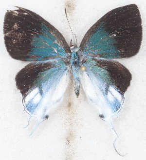  ( - MLIB-2624)  @11 [ ] by-nc-na (2020) Michel Libert Centre for Biodiversity Genomics