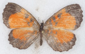 (Eresiomera - MLIB-2632)  @11 [ ] by-nc-na (2020) Michel Libert Centre for Biodiversity Genomics