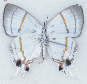  ( - MLIB-2701)  @11 [ ] by-nc-na (2021) Michel Libert Centre for Biodiversity Genomics