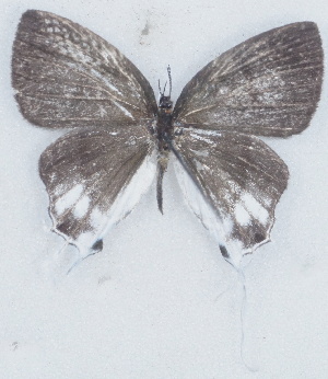  ( - MLIB-2703)  @11 [ ] by-nc-na (2021) Michel Libert Centre for Biodiversity Genomics