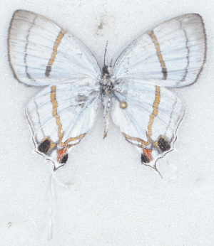  ( - MLIB-2703)  @11 [ ] by-nc-na (2021) Michel Libert Centre for Biodiversity Genomics