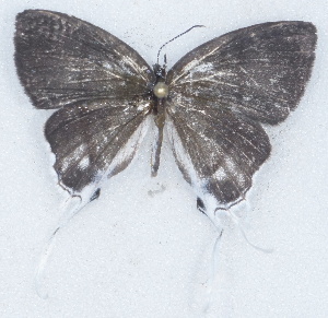  ( - MLIB-2704)  @11 [ ] by-nc-na (2021) Michel Libert Centre for Biodiversity Genomics