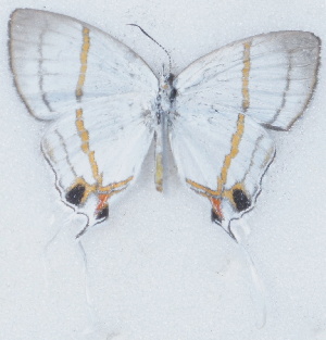  ( - MLIB-2704)  @11 [ ] by-nc-na (2021) Michel Libert Centre for Biodiversity Genomics