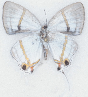  ( - MLIB-2710)  @11 [ ] by-nc-na (2021) Michel Libert Centre for Biodiversity Genomics