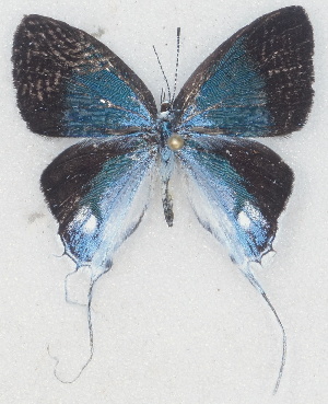  ( - MLIB-2711)  @11 [ ] by-nc-na (2021) Michel Libert Centre for Biodiversity Genomics