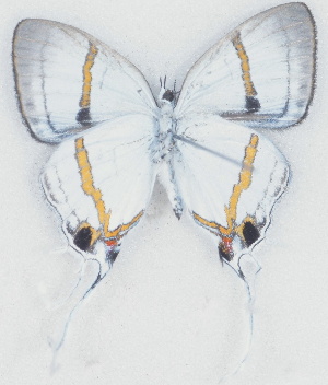  (Hypolycaena kakumi - MLIB-2717)  @11 [ ] by-nc-na (2021) Michel Libert Centre for Biodiversity Genomics