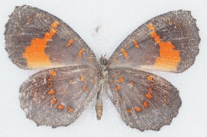  ( - MLIB-2758)  @11 [ ] by-nc-na (2021) Michel Libert Centre for Biodiversity Genomics