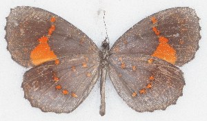  ( - MLIB-2760)  @11 [ ] by-nc-na (2021) Michel Libert Centre for Biodiversity Genomics