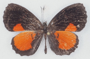  ( - MLIB-2765)  @11 [ ] by-nc-na (2021) Michel Libert Centre for Biodiversity Genomics