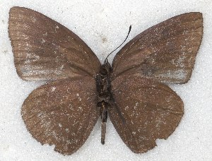  ( - MLIB-2232)  @13 [ ] CreativeCommons - Attribution Non-Commercial Share-Alike (2017) Michel Libert Centre for Biodiversity Genomics