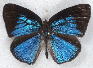  ( - MLIB-2233)  @12 [ ] CreativeCommons - Attribution Non-Commercial Share-Alike (2017) Michel Libert Centre for Biodiversity Genomics