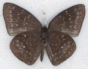  ( - MLIB-2233)  @13 [ ] CreativeCommons - Attribution Non-Commercial Share-Alike (2017) Michel Libert Centre for Biodiversity Genomics