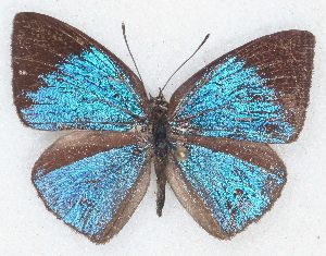  (Stempfferia - MLIB-2290)  @14 [ ] CreativeCommons - Attribution Non-Commercial Share-Alike (2017) Michel Libert Centre for Biodiversity Genomics