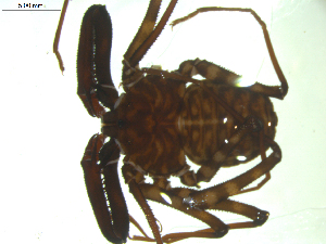 ( - AcAT 2009-1613-02)  @11 [ ] CreativeCommons - Attribution (2010) CBG Photography Group Centre for Biodiversity Genomics