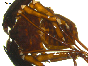  ( - AcAT 2007-2262-01)  @11 [ ] CreativeCommons - Attribution (2010) CBG Photography Group Centre for Biodiversity Genomics