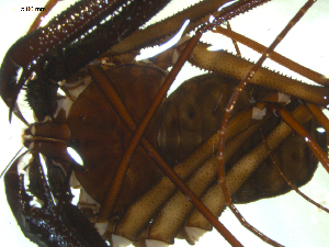  ( - AcAT 2009-1454-01)  @13 [ ] CreativeCommons - Attribution (2010) CBG Photography Group Centre for Biodiversity Genomics