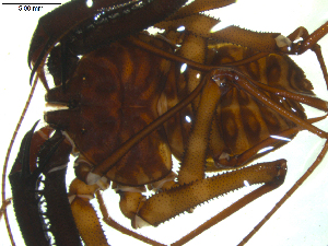 ( - AcAT 2007-2260-01)  @12 [ ] CreativeCommons - Attribution (2010) CBG Photography Group Centre for Biodiversity Genomics