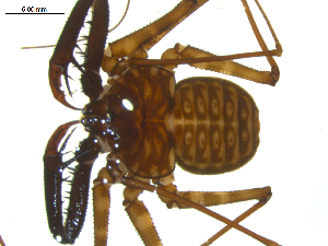  ( - AcAT 2007-2259-01)  @13 [ ] CreativeCommons - Attribution (2010) CBG Photography Group Centre for Biodiversity Genomics